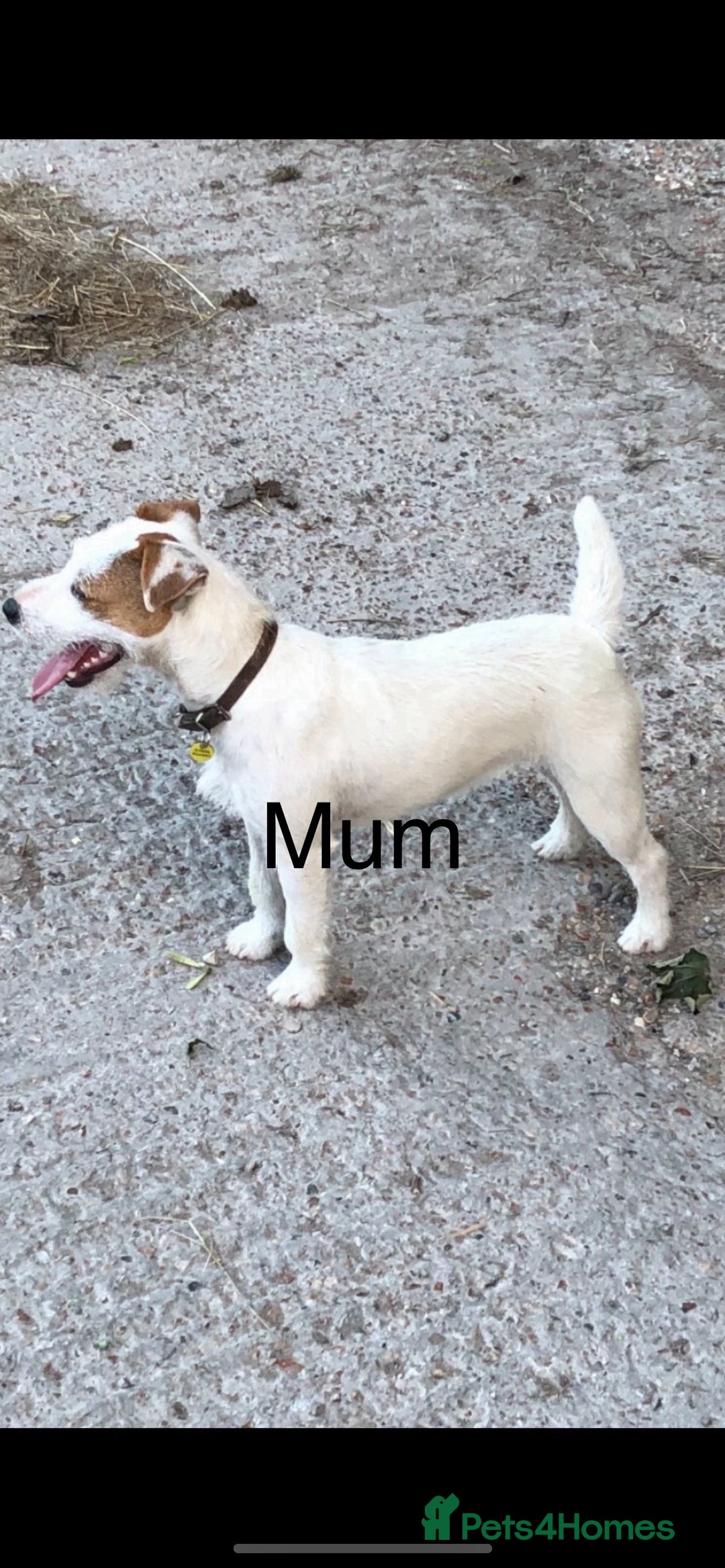 Jack Russell dogs for sale: Jack Russell puppies - Image 12