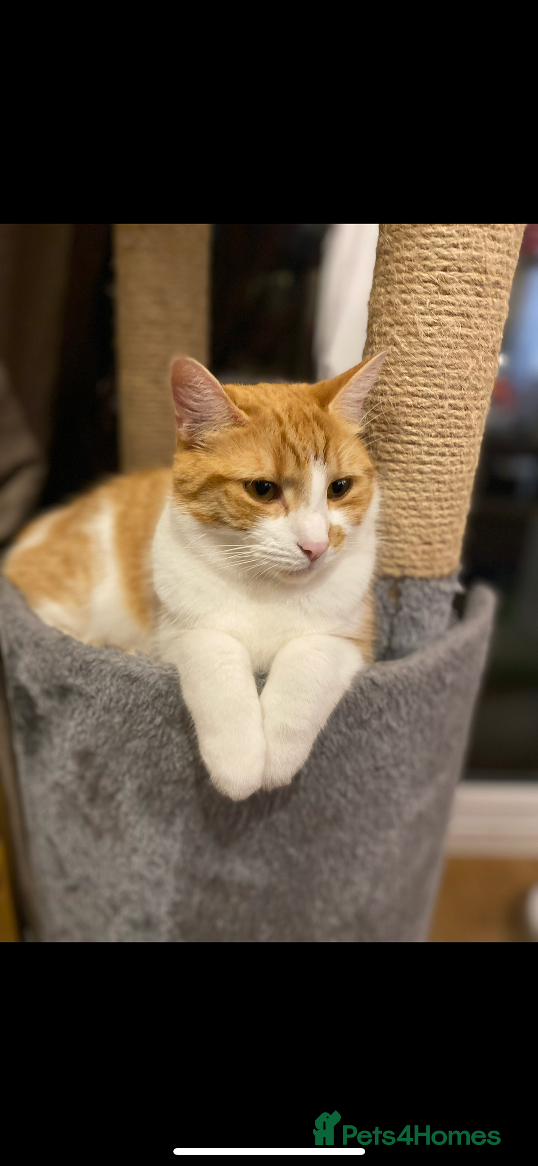 British Shorthair cats for sale: A beautiful shorthairs ginger male  - Advert 4