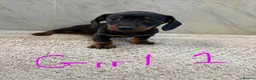 Dachshund dogs for sale: Dachshund puppies ready to go! in Scunthorpe - Advert 3