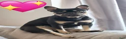 French Bulldog dogs for sale: 4 beautiful French bulldogs - Advert 3