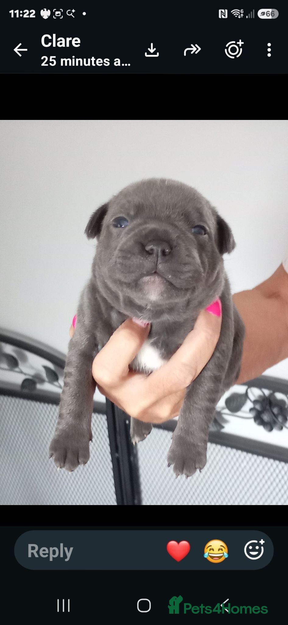 Staffordshire Bull Terrier dogs 💙LAST 2 BOYS💥Champion blood lines💥 - Advert 6