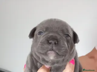 Staffordshire Bull Terrier dogs 💙LAST 2 BOYS💥Champion blood lines💥 - Advert 6