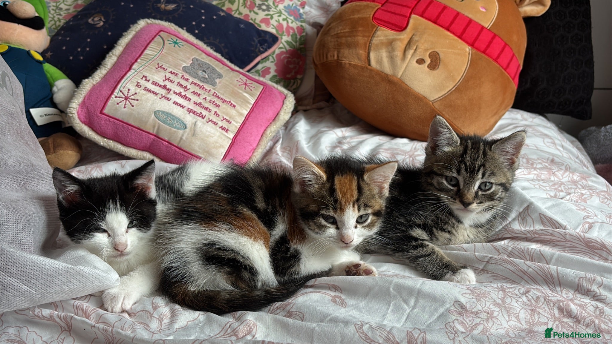 Mixed Breed cats 2 kittens for a loving home - Advert 15