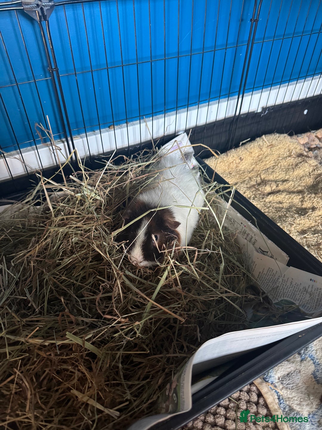 Guinea Pig rodents for sale: 2 x Male guinea pigs for sale  - Advert 3