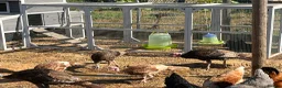 Mixed Breed poultry for sale: Selling Collection - Turkeys, Chickens and Quail - Advert 12