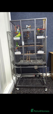 Budgerigars birds - Advert 2