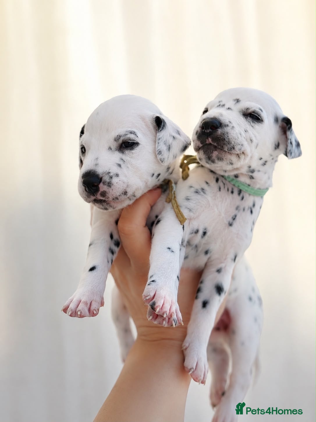 Dalmatian dogs Beautiful Dalmatian puppies - Advert 6