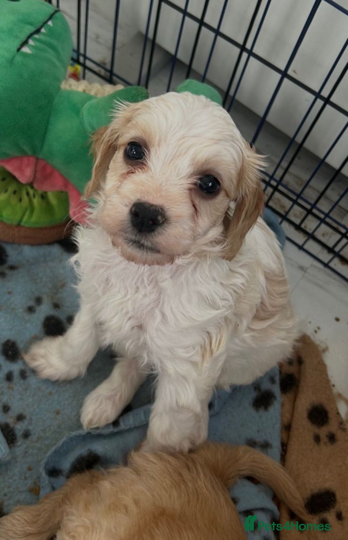 Mixed Breed dogs READY IN 2 WEEKS Apricot Cockapoo puppies 1 LEFT - Advert 2