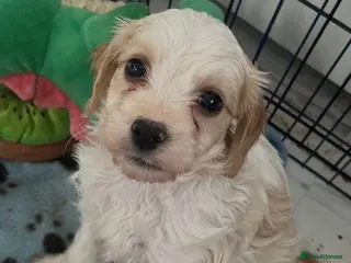 Mixed Breed dogs READY IN 2 WEEKS Apricot Cockapoo puppies 1 LEFT - Advert 2