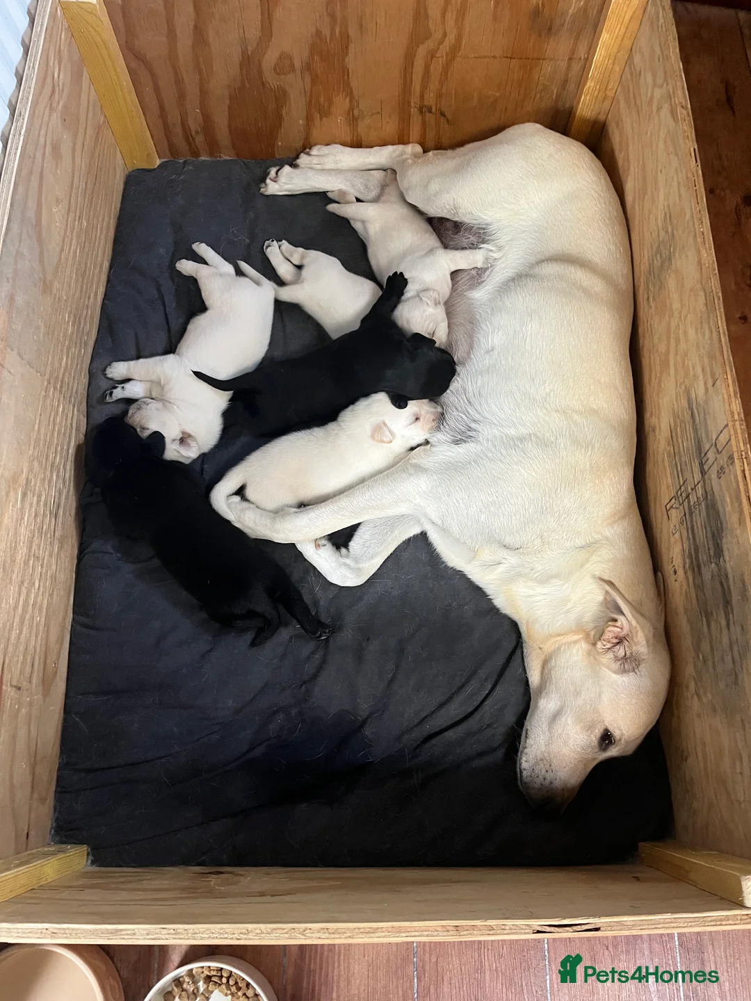 Labrador Retriever dogs for sale: Golden Labrador  in Beccles - Advert 2