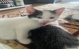 Domestic Shorthair cats for sale: Luna, Snow, Minx & Oreo - 10 Weeks old - Image 15