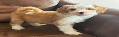 Tibetan Terrier 4 ( angel ) 