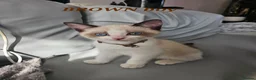 Ragdoll cats for sale: Friendly and playfull Ragdoll x  - Advert 7