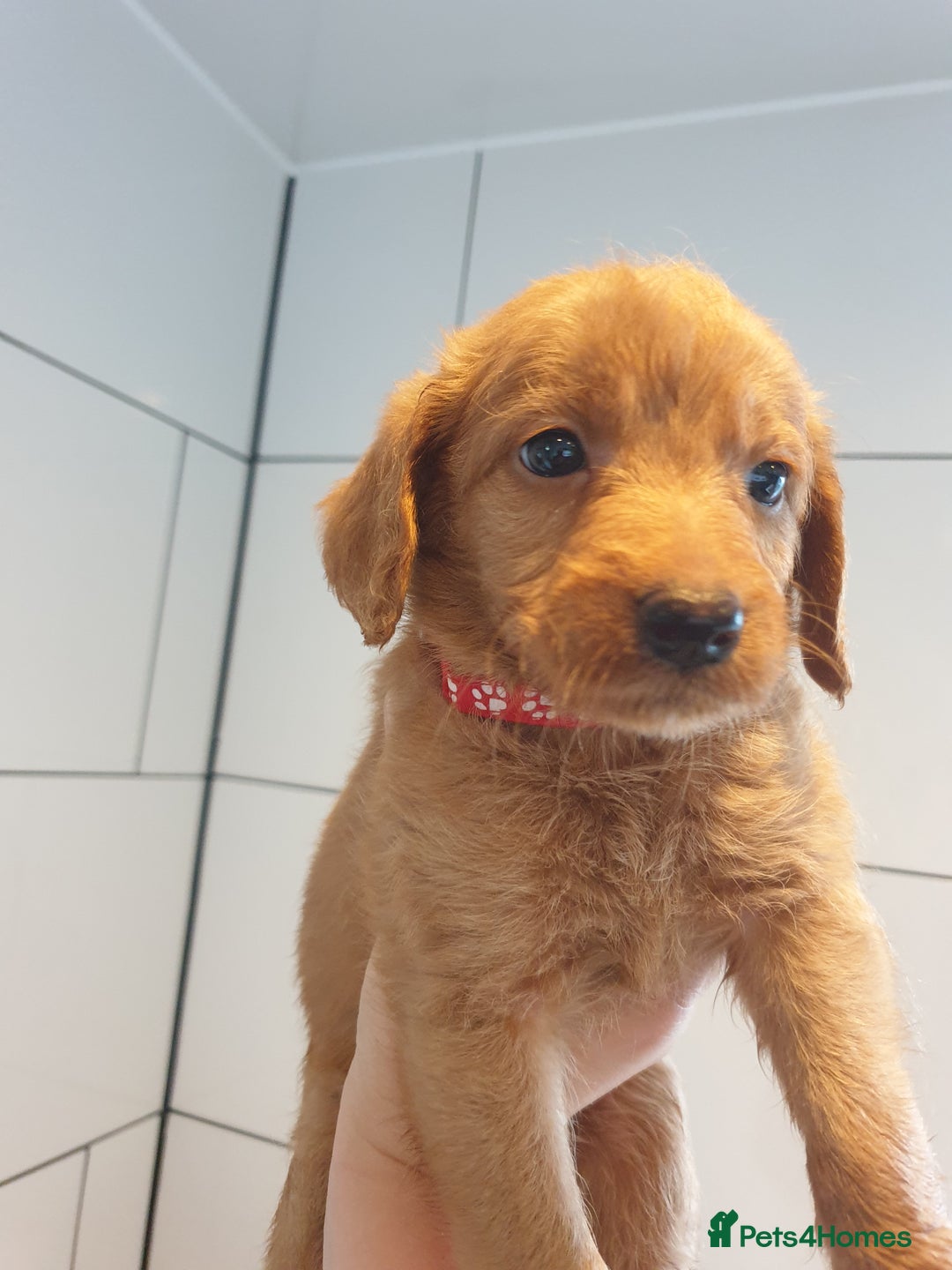 Labradoodle dogs for sale: ONLY 4 GIRLS LEFT F1 miniature labradoodles - Image 25