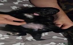Sprocker dogs for sale: 3 Beautiful Female Sprocker puppies - Image 5