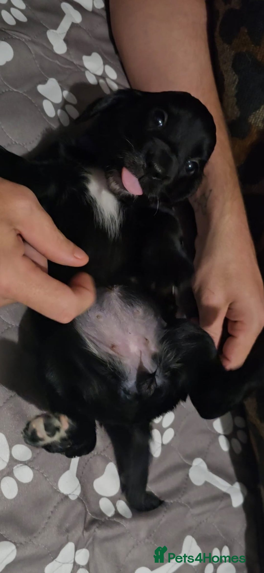 Sprocker dogs for sale: 3 Beautiful Female Sprocker puppies - Image 5