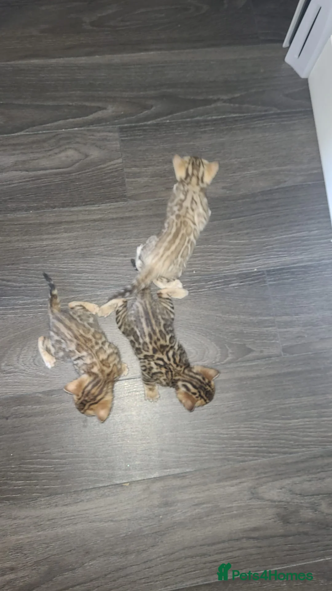 Bengal cats for sale: Pure bengal  - Advert 2