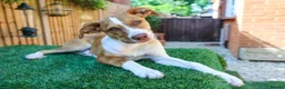 Mixed Breed dogs for adoption: Loyal by name - Loyal in nature - Advert 35