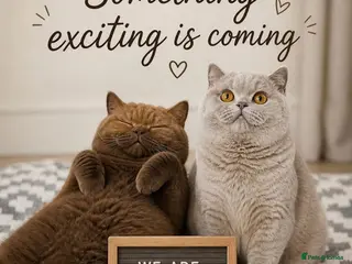 British Shorthair cats **Due in 1 week** Champion 🏆 chocolate & lilac - Advert 3