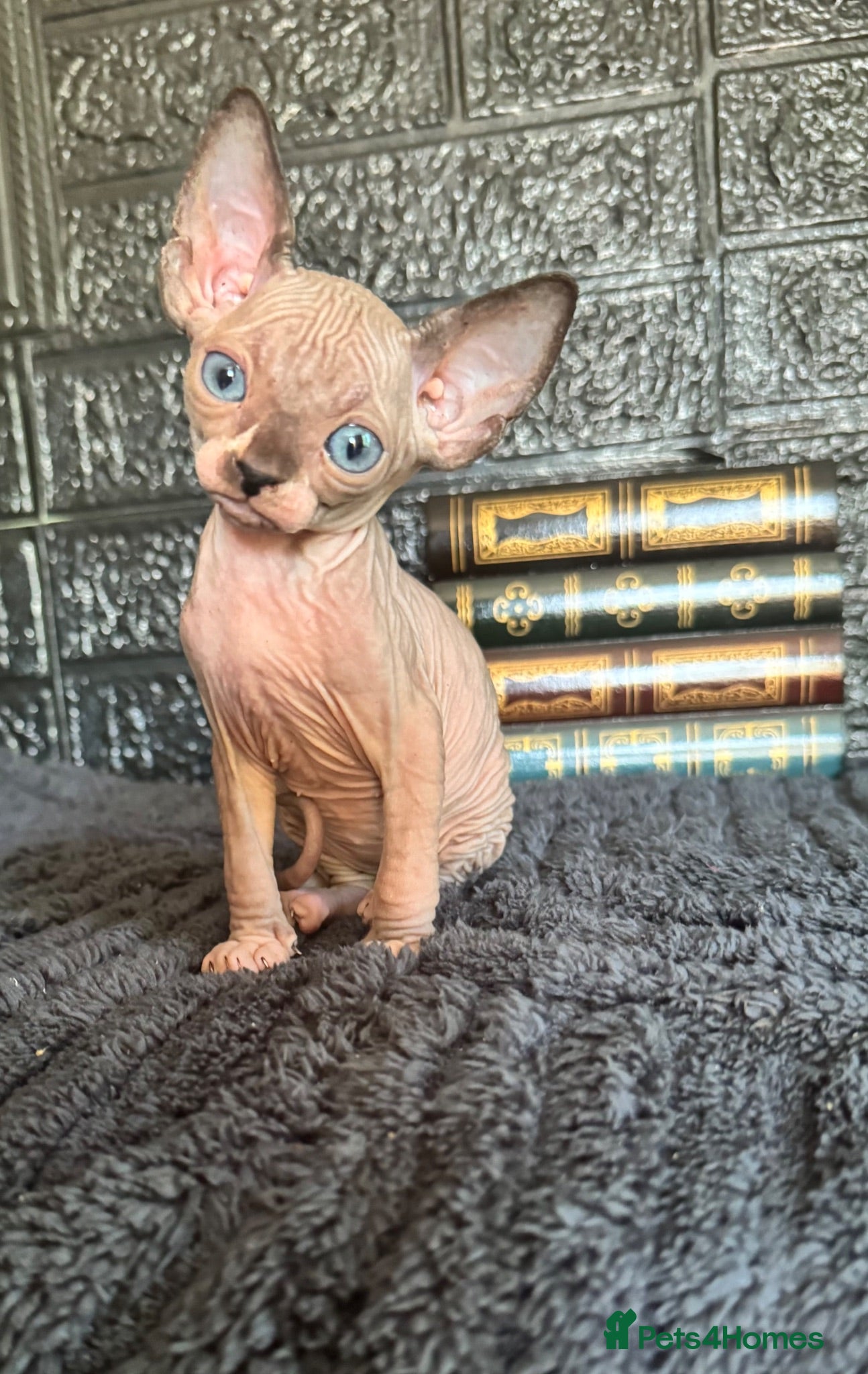 Sphynx cats Sphynx kittens TICA registered  - Advert 1