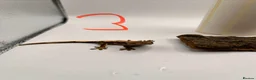 Gecko reptiles for sale: Crested and chahouas geckos - Advert 21