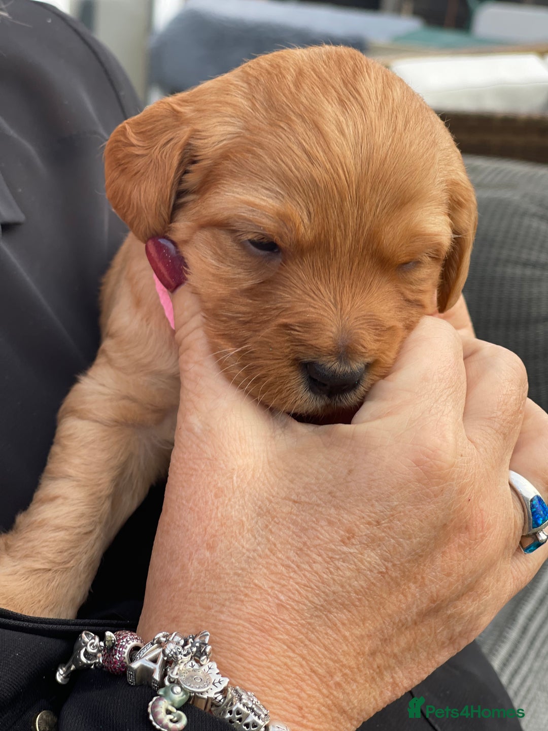 Australian Labradoodle dogs for sale: Australian Labradoodle Puppies F1b - Advert 17