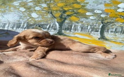 Cocker Spaniel dogs for sale: Kc Cocker spaniel puppys - Image 1
