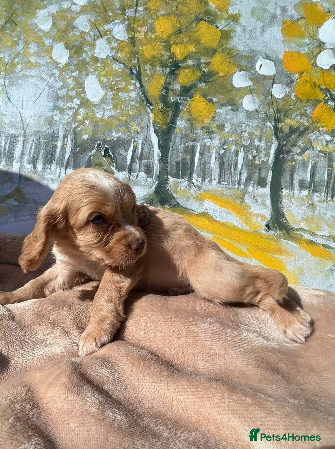 Cocker Spaniel dogs for sale: Kc Cocker spaniel puppys - Image 1