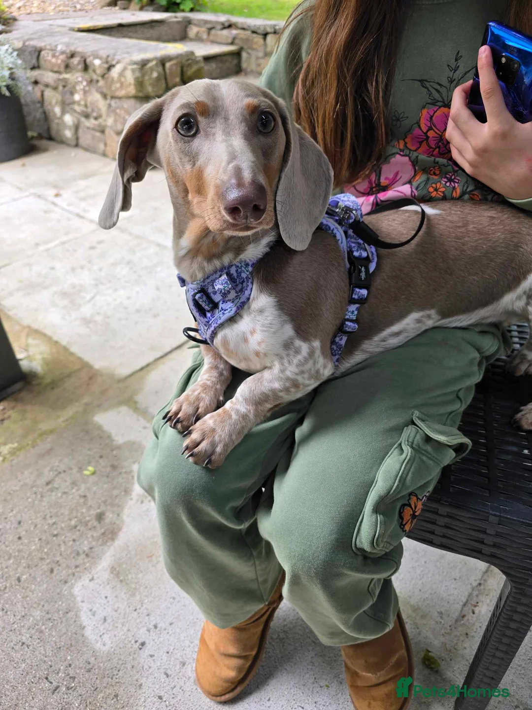 Miniature Dachshund dogs for sale: Male Miniature Dachshund - Advert 2