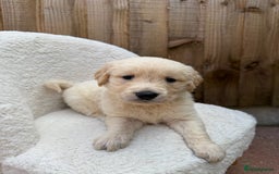 Golden Retriever dogs for sale: Mini golden retrievers very rare Dakota sport  - Image 8
