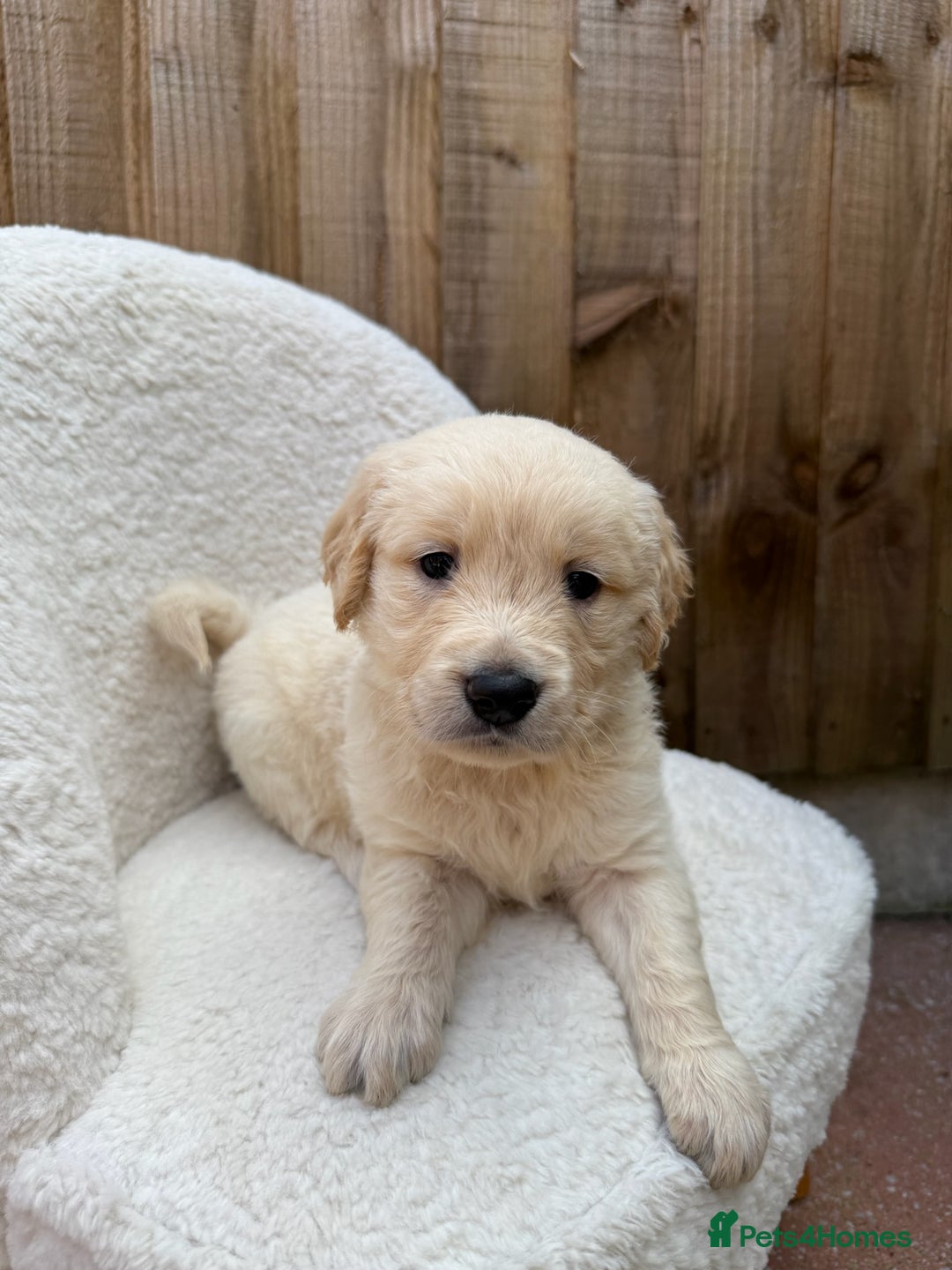 Golden Retriever dogs for sale: Mini golden retrievers very rare Dakota sport  - Image 8