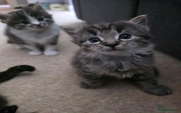 Ragdoll cats for sale: Beautiful mix Ragdoll cross Norwegian forest  - Image 6