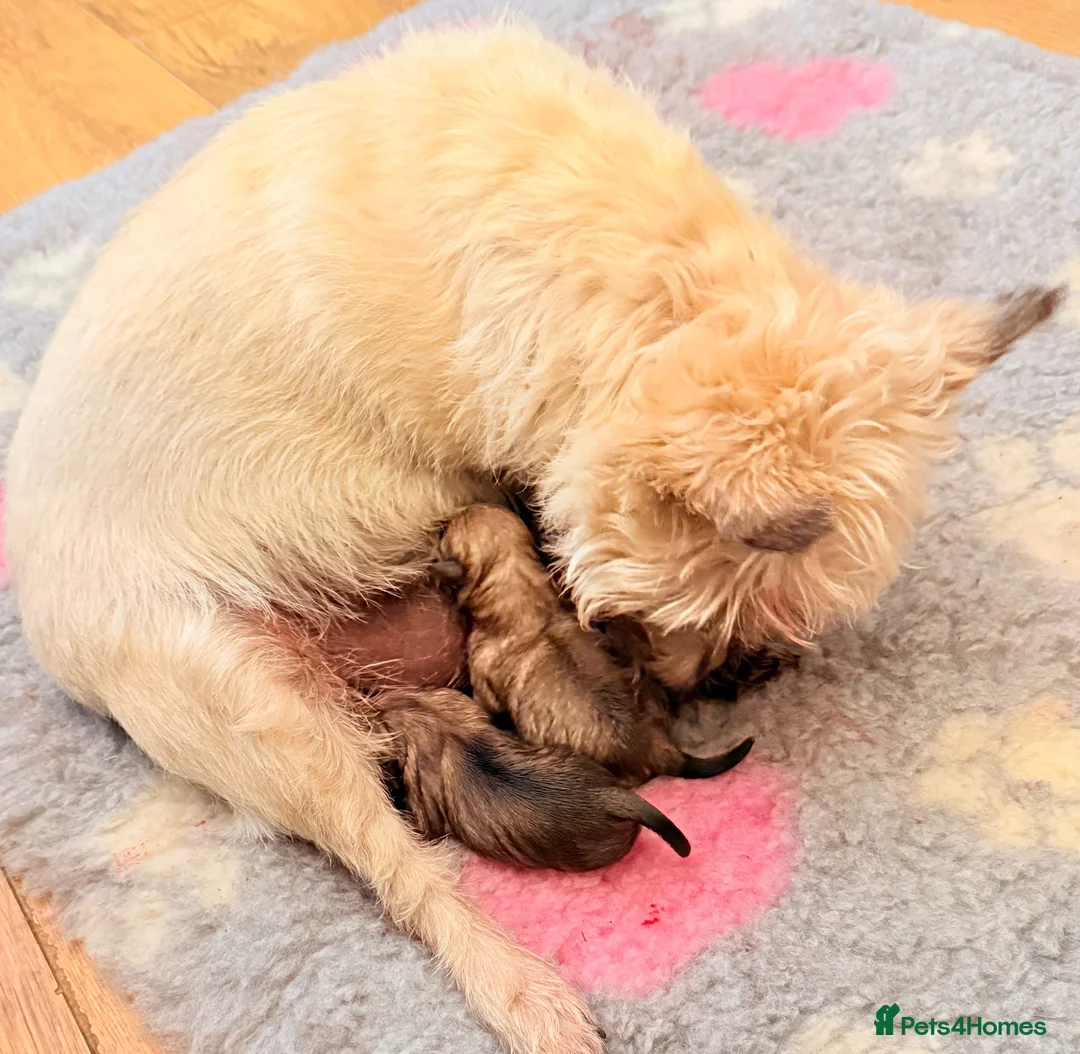 Cairn Terrier dogs for sale: Stunning KC reg cairn terrier pups  - Advert 17