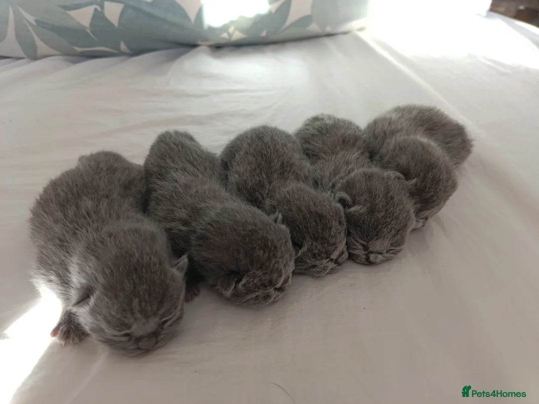 British Shorthair cats for sale: Gccf registered blue BSH kittens - Advert 1