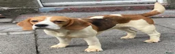 Beagle dogs for sale: 2 Kc Reg Beagles Girls For Sale - Advert 13