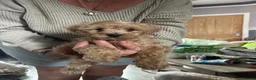 Cockapoo dogs for sale: Cockapoo puppies - Advert 10
