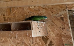 Parakeets birds for sale: Green linnie parakeet - Image 1