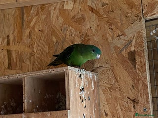 Parakeets birds - Advert 6