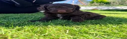Cockapoo dogs for sale: Stunning Miniature F 2 Cockapoo Puppies - Advert 6