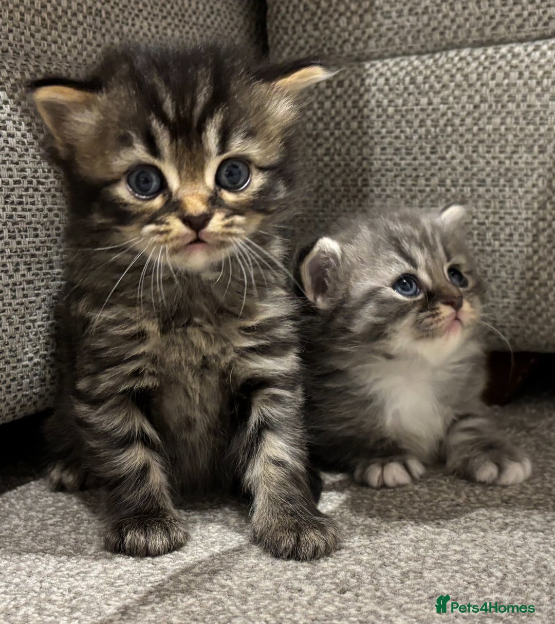 British Shorthair cats for sale: 🐾British shorthair kittens for sale 🐾  - Image 1