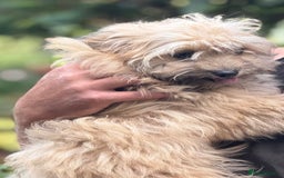 Pomapoo dogs for sale: Adorable pomapoo girl fully health tested parental in Southampton - Image 7