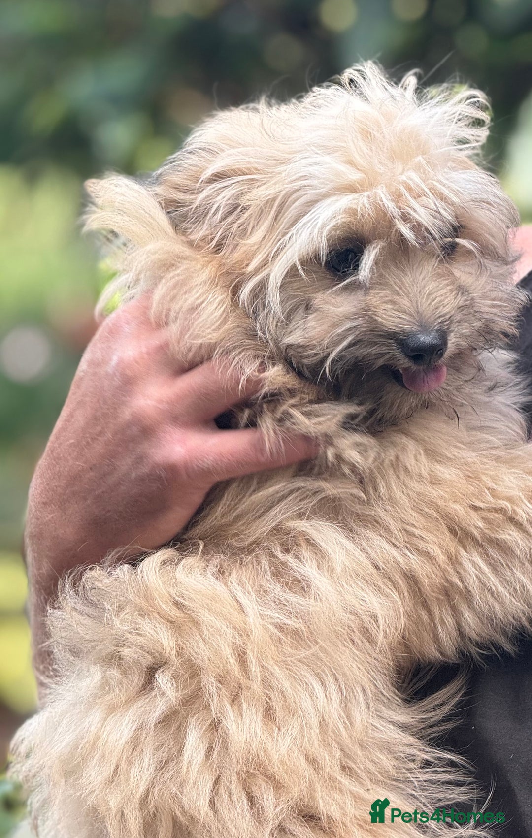 Pomapoo dogs for sale: Adorable pomapoo girl fully health tested parental in Southampton - Image 7