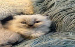 Ragdoll cats for sale: 4 beautiful Ragdool kittens available for booking  - Advert 4