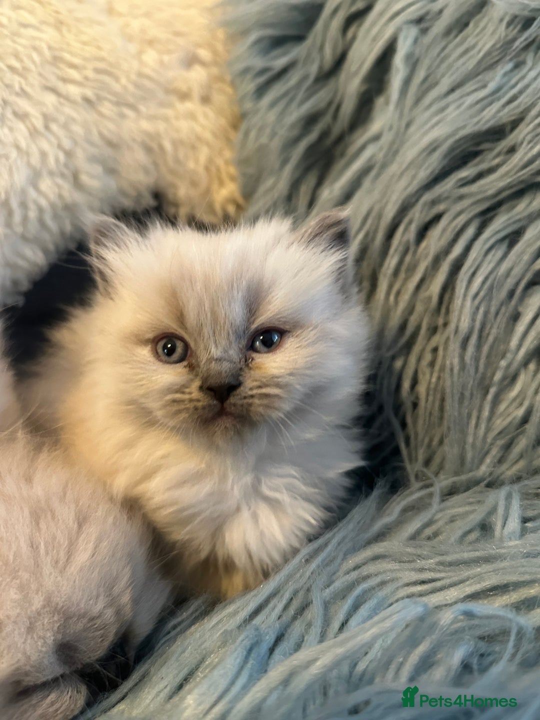 Ragdoll cats for sale: 4 beautiful Ragdool kittens available for booking  - Advert 4
