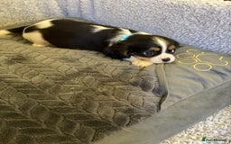 Cavalier King Charles Spaniel dogs for sale: Cavalier King Charles  - Image 6