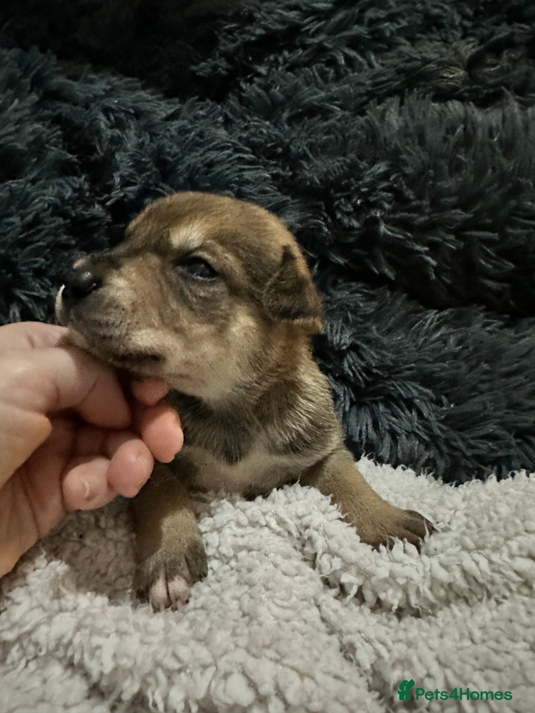 Mixed Breed dogs for sale: Husky staffy cross puppy - Advert 30