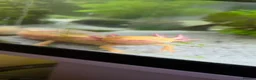 Axolotl reptiles for sale: Two Axalots with Complete set - Advert 1