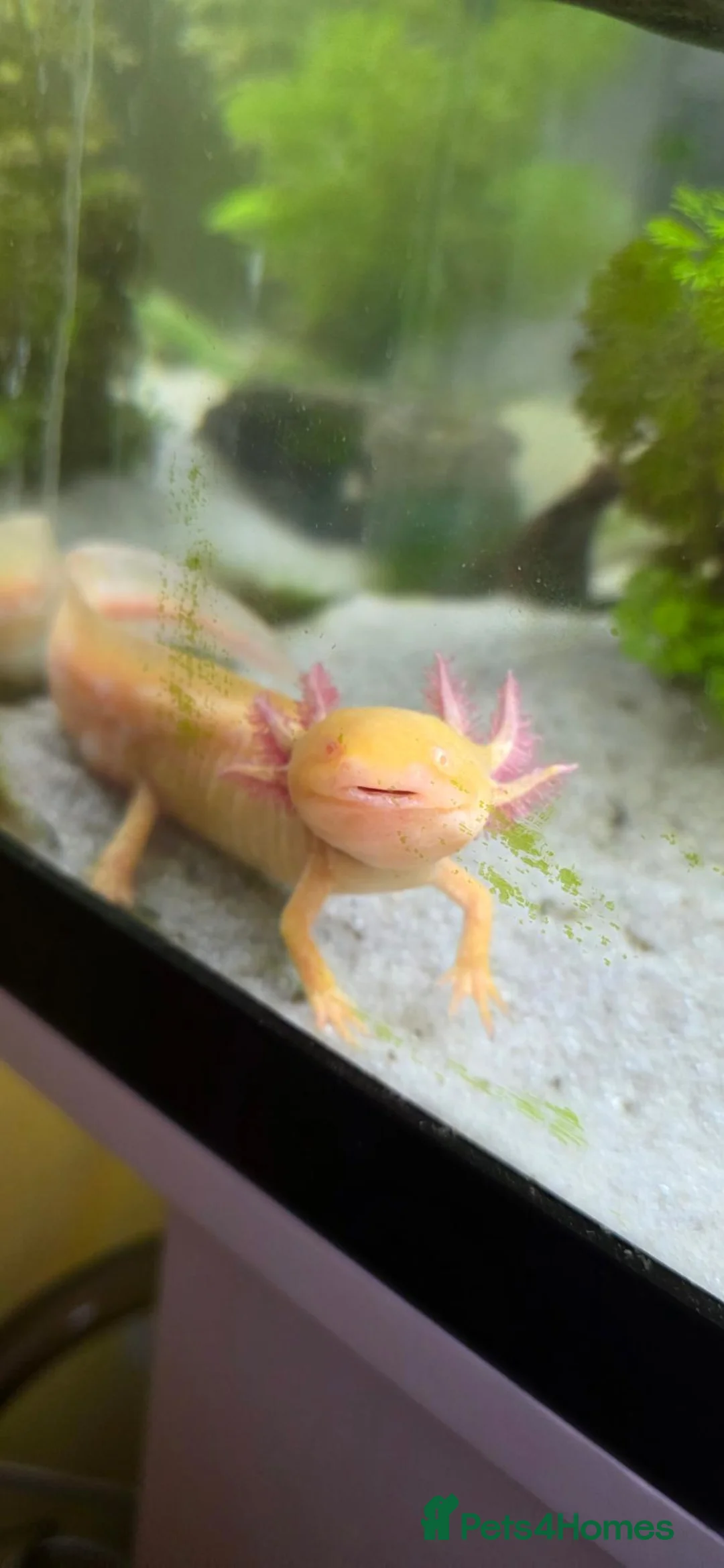 Axolotl reptiles for sale: Two Axalots with Complete set - Advert 1