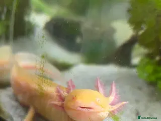 Axolotl reptiles Two Axalots with Complete set - Advert 1