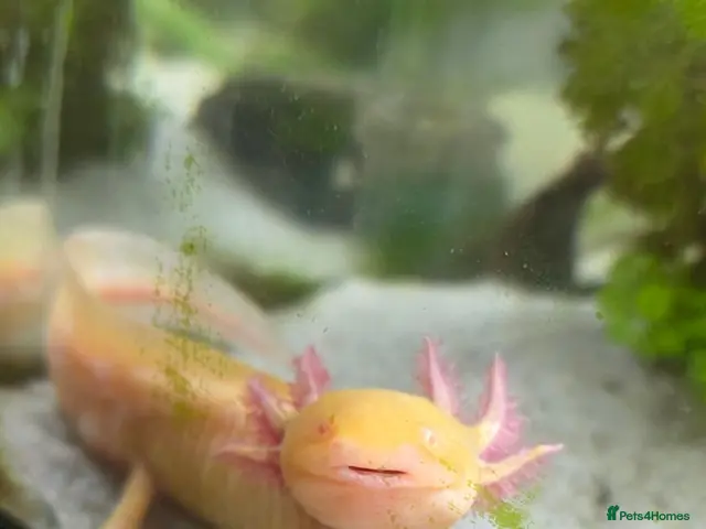 Axolotl reptiles Two Axalots with Complete set - Advert 1